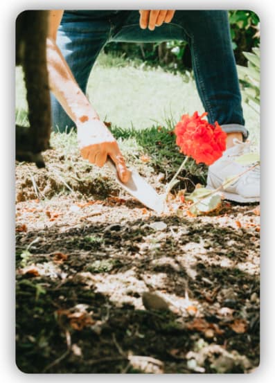 A person gardening with a hand shovel taking care of a red flower